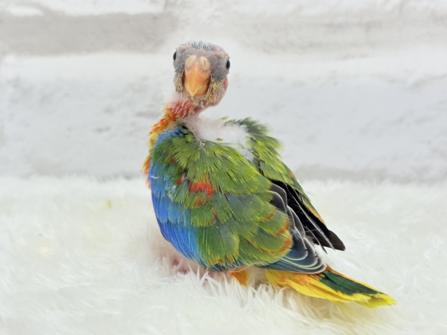 キキョウインコ（桔梗インコ）