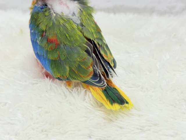 キキョウインコ（桔梗インコ）