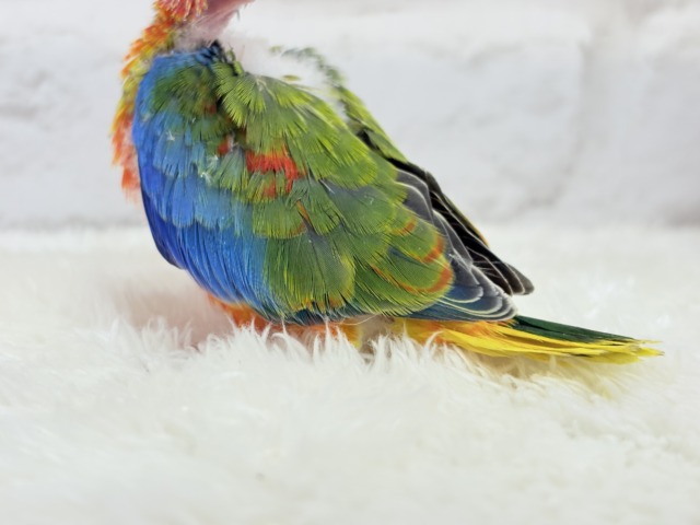 キキョウインコ（桔梗インコ）