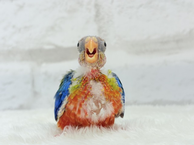 キキョウインコ（桔梗インコ）