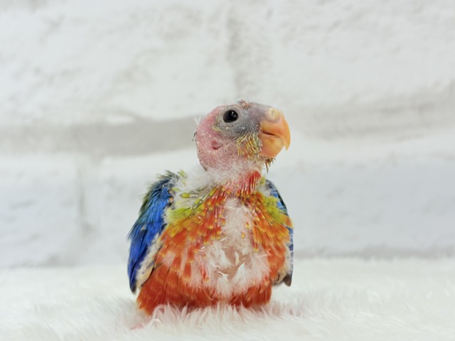 キキョウインコ（桔梗インコ）