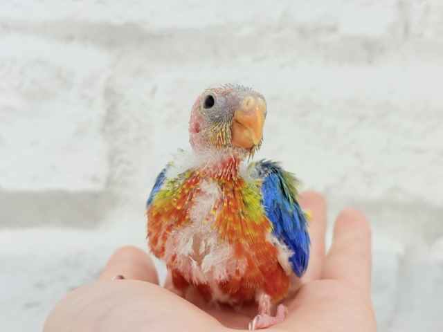 キキョウインコ（桔梗インコ）