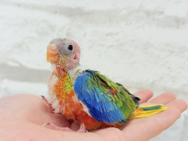 キキョウインコ（桔梗インコ）