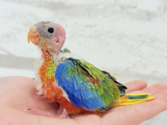 キキョウインコ（桔梗インコ）