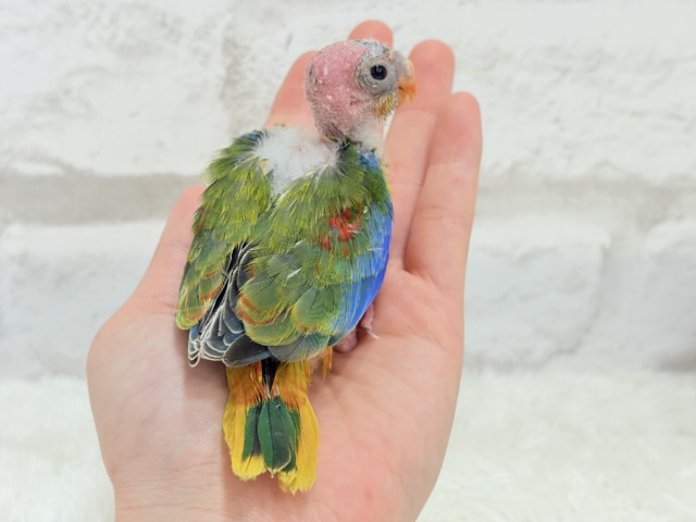 キキョウインコ（桔梗インコ）