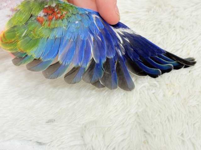 キキョウインコ（桔梗インコ）