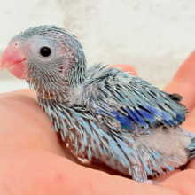 ブルー怪獣冒険記🦕🗺.*マメルリハ(ブルー)男の子 ヒナ