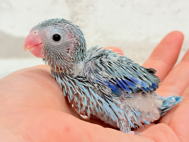 ブルー怪獣冒険記🦕🗺.*マメルリハ(ブルー)男の子 ヒナ