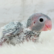 甘々カラーのプリティーフェイス🐣🩵マメルリハ(アメリカンホワイト)女の子 ヒナ