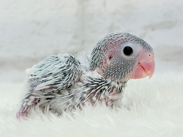 甘々カラーのプリティーフェイス🐣🩵マメルリハ(アメリカンホワイト)女の子 ヒナ