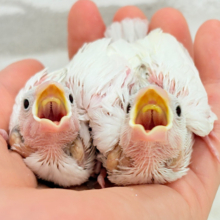 しろもちコンビ🐣🤍白文鳥 ヒナ