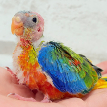 注目の的🎯カラフルフェザー🪶✨キキョウインコ ヒナ