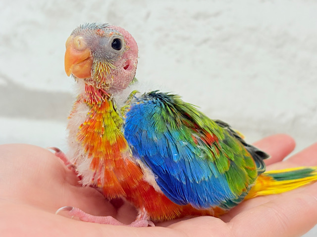 注目の的🎯カラフルフェザー🪶✨キキョウインコ ヒナ