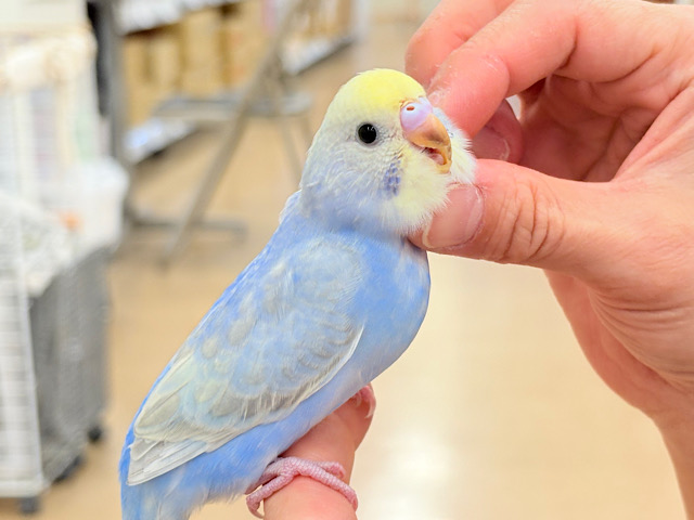 【最新画像更新🪄もうすぐひとり餌‪☆】うるうるおめめがたまらん可愛さっ💖💖セキセイインコ(パステルレインボー) ヒナ