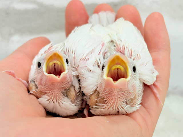 しろもちコンビ🐣🤍白文鳥 ヒナ