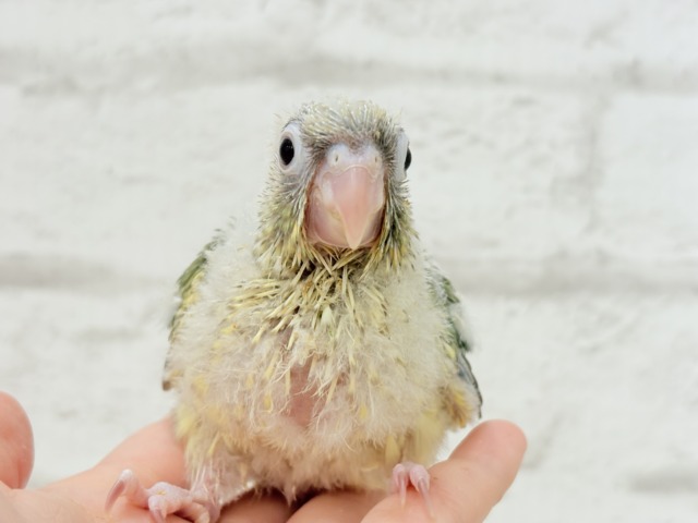 ホオミドリウロコインコ