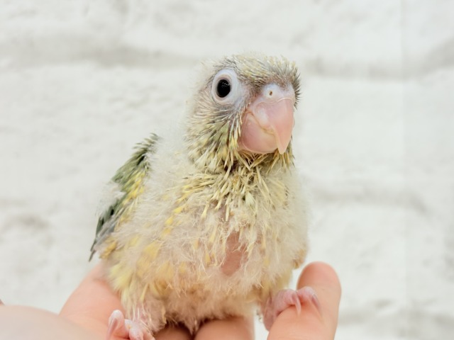 ホオミドリウロコインコ