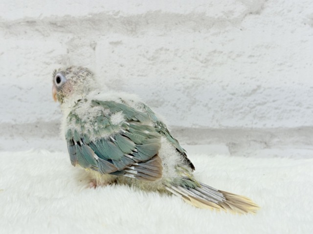 ホオミドリウロコインコ