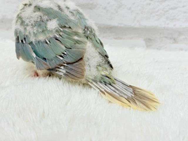 ホオミドリウロコインコ