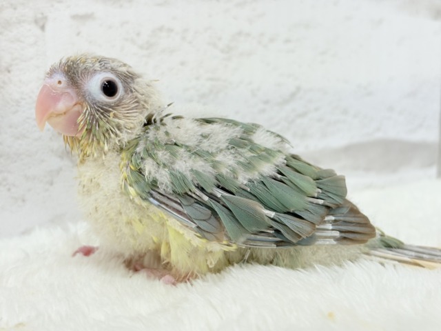 ホオミドリウロコインコ