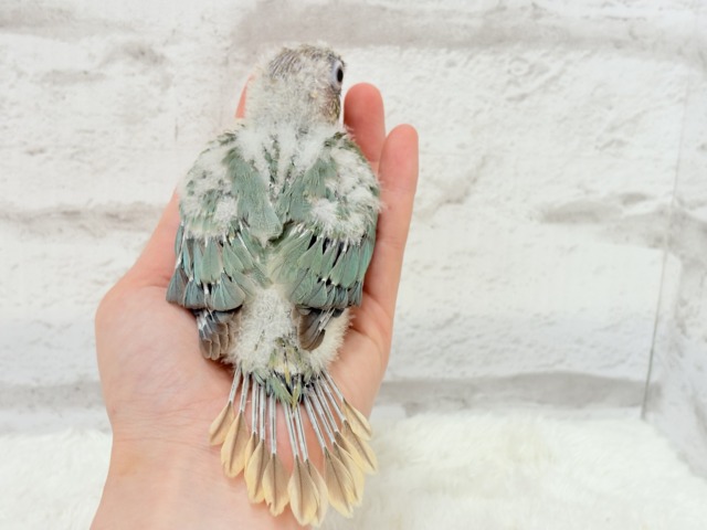 ホオミドリウロコインコ