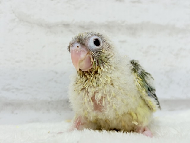 ホオミドリウロコインコ