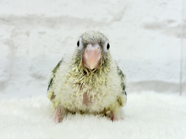 ホオミドリウロコインコ