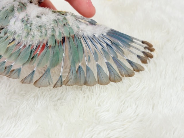 ホオミドリウロコインコ