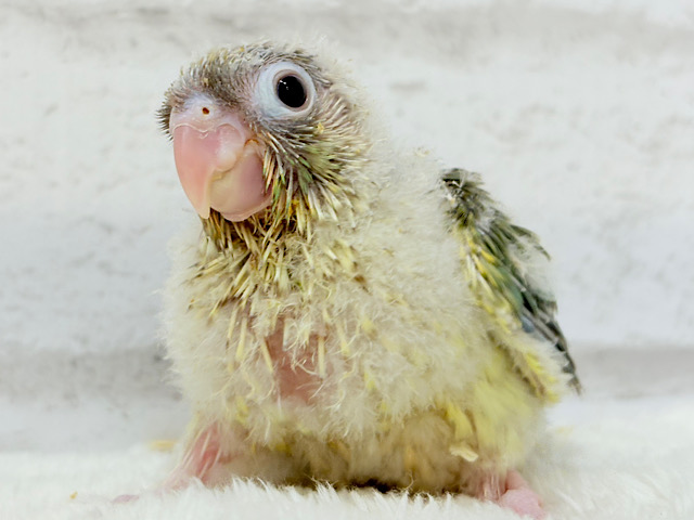 おめめくりくり‪☆ふんわりカラー🫧ウロコインコ(ブルーシナモン) ヒナ