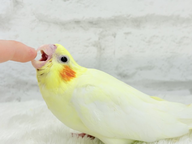 最新画像更新🪄】鳴き声の可愛いちっちゃな恐竜🐣‪⋆͛オカメインコ‬
