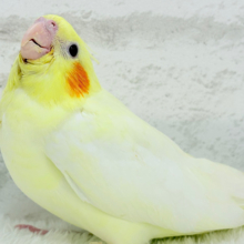【最新画像更新🪄】鳴き声の可愛いちっちゃな恐竜🐣‪⋆͛オカメインコ(ルチノー) ヒナ