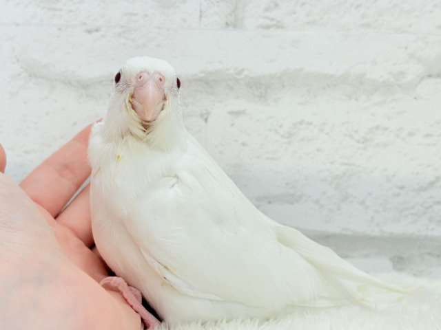 【最新画像更新🪄ひとり餌になりました☆】真っ白しろすけ☁️オカメインコ(ピュアホワイト) ヒナ オカメインコ