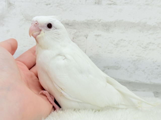 【最新画像更新🪄ひとり餌になりました☆】真っ白しろすけ☁️オカメインコ(ピュアホワイト) ヒナ オカメインコ