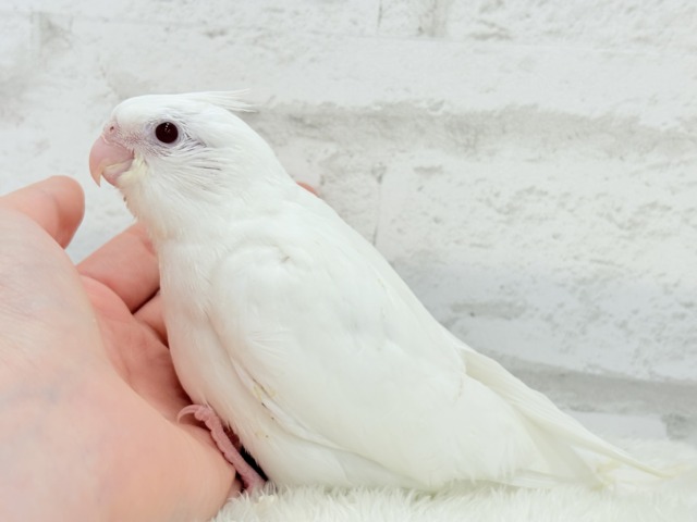 【最新画像更新🪄ひとり餌になりました☆】真っ白しろすけ☁️オカメインコ(ピュアホワイト) ヒナ オカメインコ