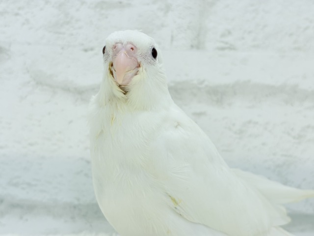【最新画像更新🪄ひとり餌になりました☆】真っ白しろすけ☁️オカメインコ(ピュアホワイト) ヒナ オカメインコ
