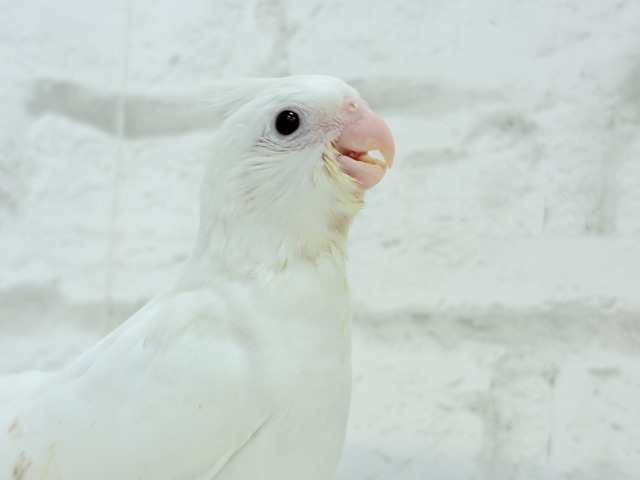 【最新画像更新🪄ひとり餌になりました☆】真っ白しろすけ☁️オカメインコ(ピュアホワイト) ヒナ オカメインコ