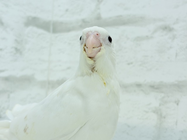 【最新画像更新🪄ひとり餌になりました☆】真っ白しろすけ☁️オカメインコ(ピュアホワイト) ヒナ オカメインコ