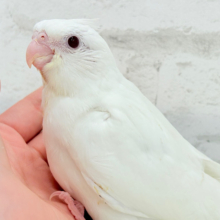 【最新画像更新🪄】真っ白しろすけ☁️オカメインコ(ピュアホワイト) ヒナ