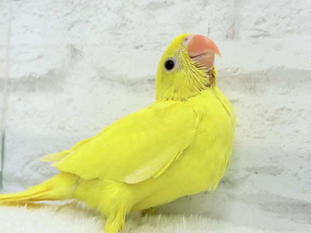 ワカケホンセイインコ（月の輪インコ）