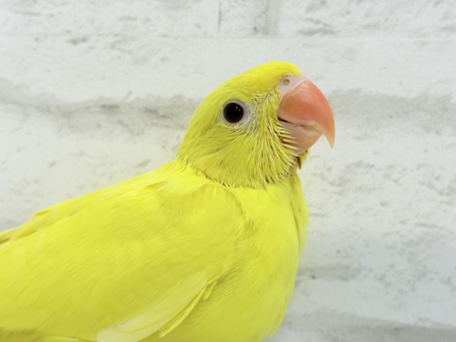 ワカケホンセイインコ（月の輪インコ）