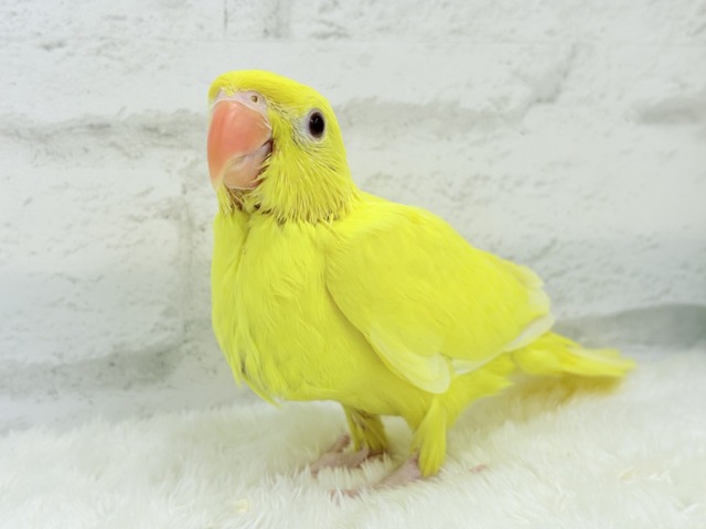 ワカケホンセイインコ（月の輪インコ）