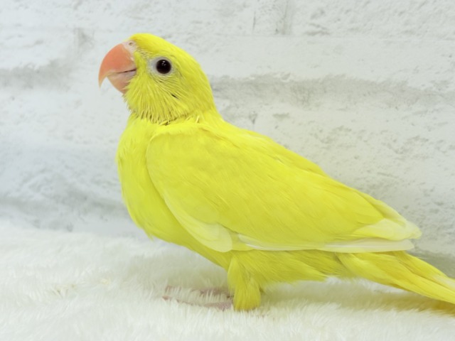 ワカケホンセイインコ（月の輪インコ）