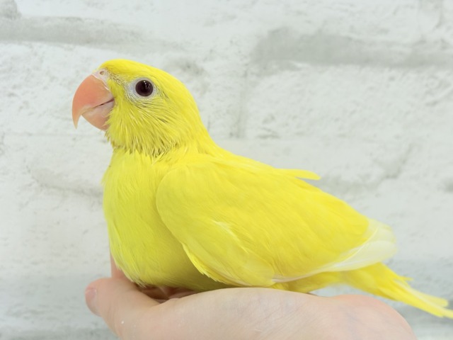 ワカケホンセイインコ（月の輪インコ）