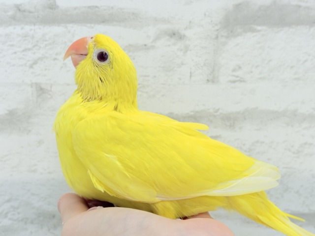 ワカケホンセイインコ（月の輪インコ）