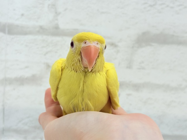 ワカケホンセイインコ（月の輪インコ）