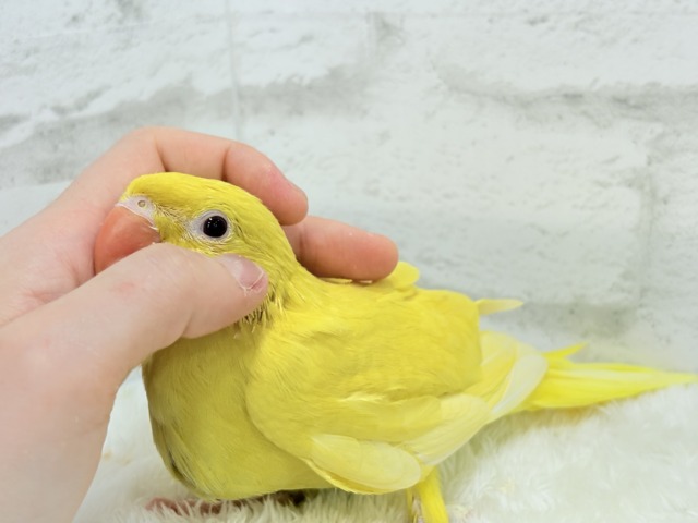 ワカケホンセイインコ（月の輪インコ）