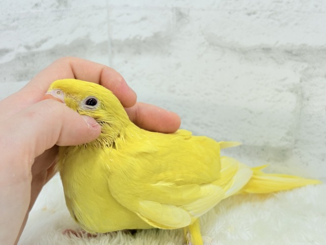 ワカケホンセイインコ（月の輪インコ）
