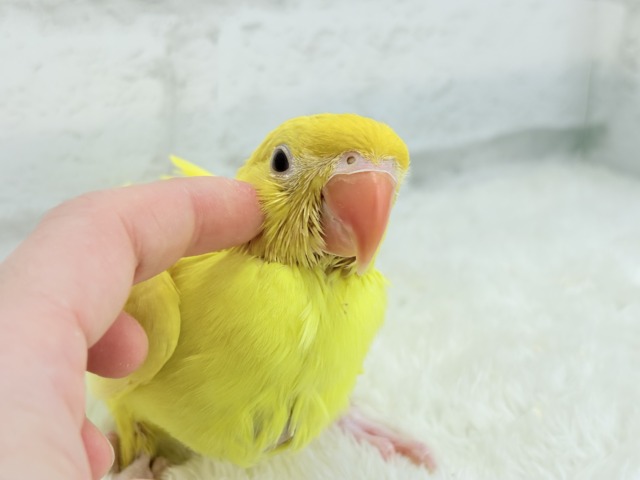 ワカケホンセイインコ（月の輪インコ）