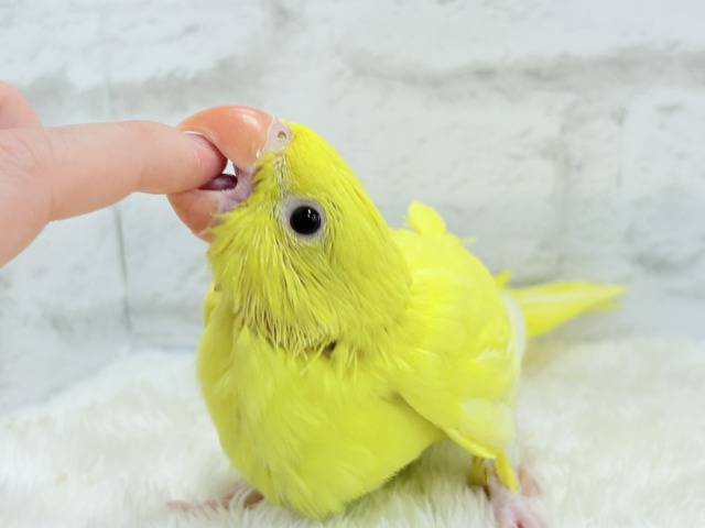 ワカケホンセイインコ（月の輪インコ）