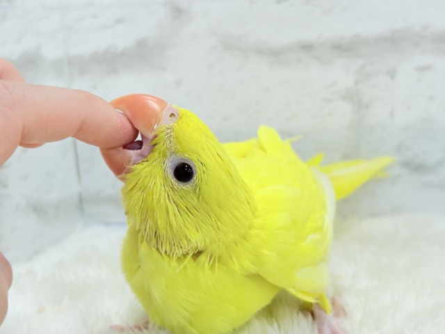 ワカケホンセイインコ（月の輪インコ）
